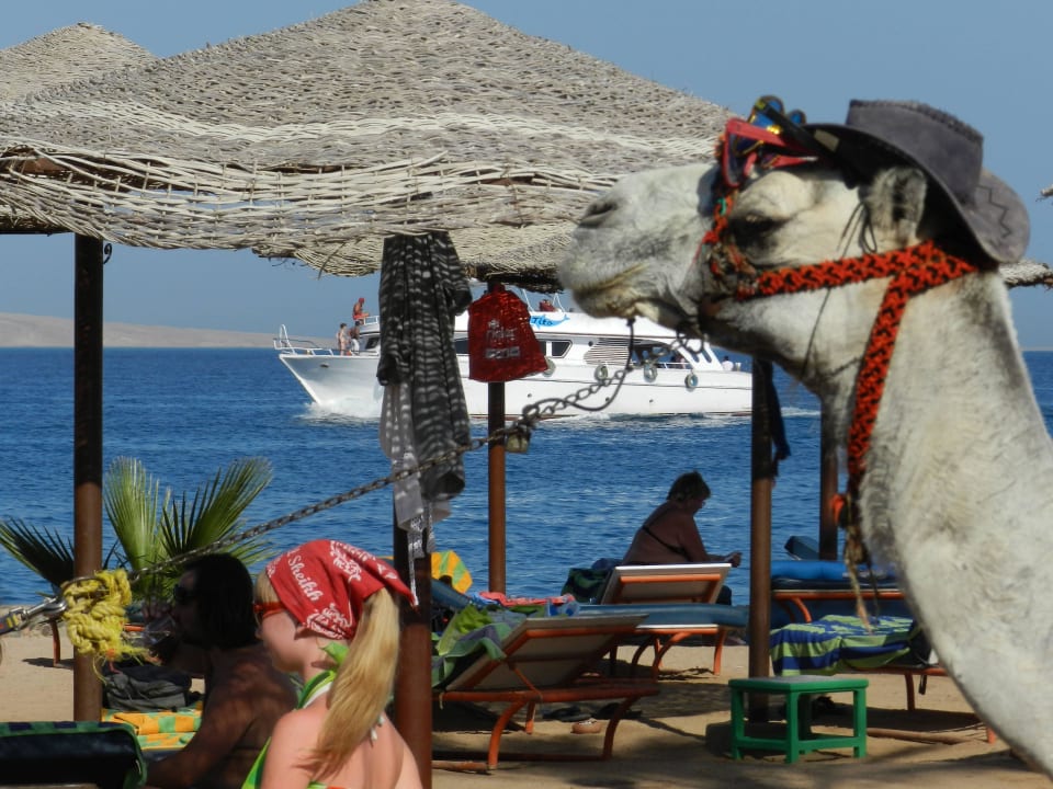 Plaża Arabia Azur Resort
