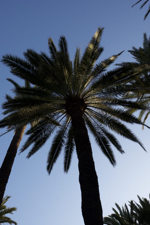 Gartenanlage Hotel Riu Palace Oasis