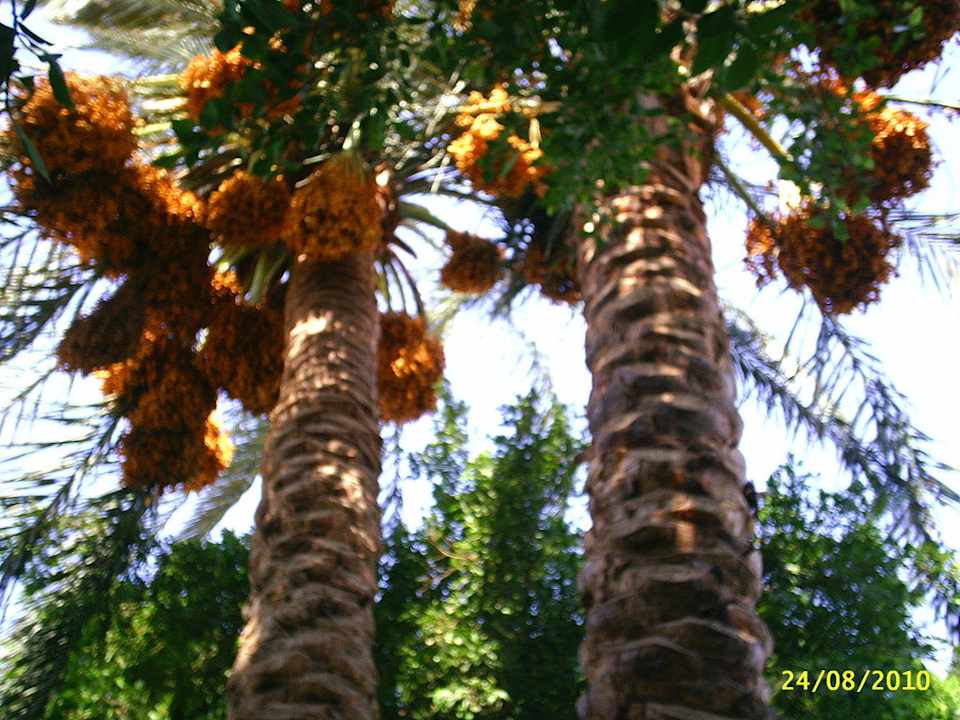 Dattelpalmen Giftun Azur Resort