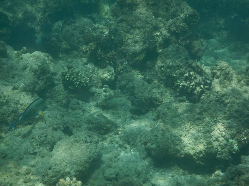 Wakacje Pickalbatros Alf Leila Wa Leila Resort - Neverland Hurghada