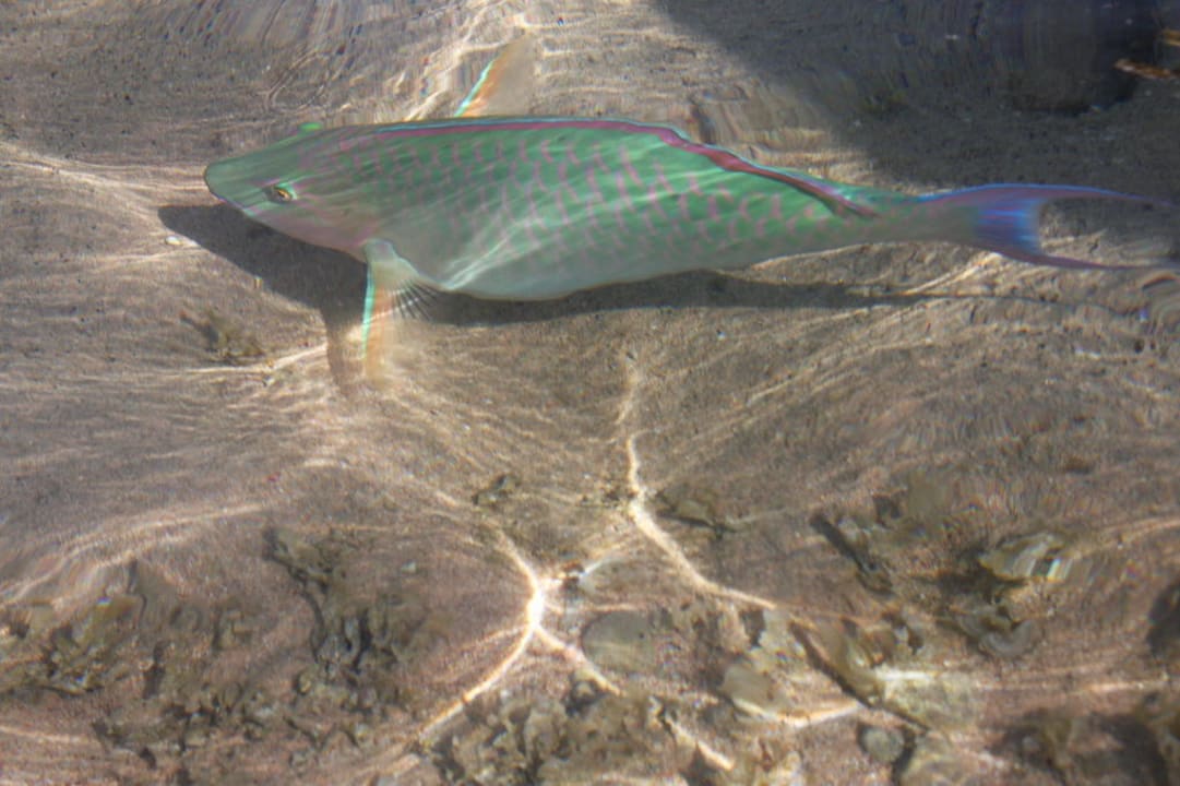 Wunderschöne Fischwelt Charmillion Sea Life Resort