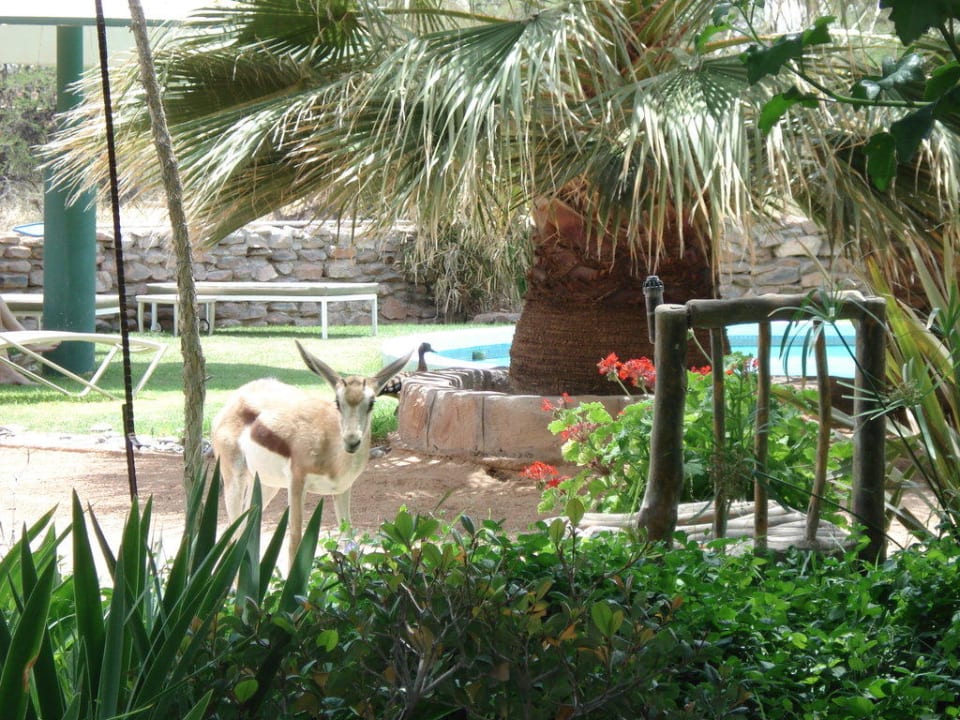 Gartenanlage mit Blick Richtung Pool Hammerstein Lodge & Camp
