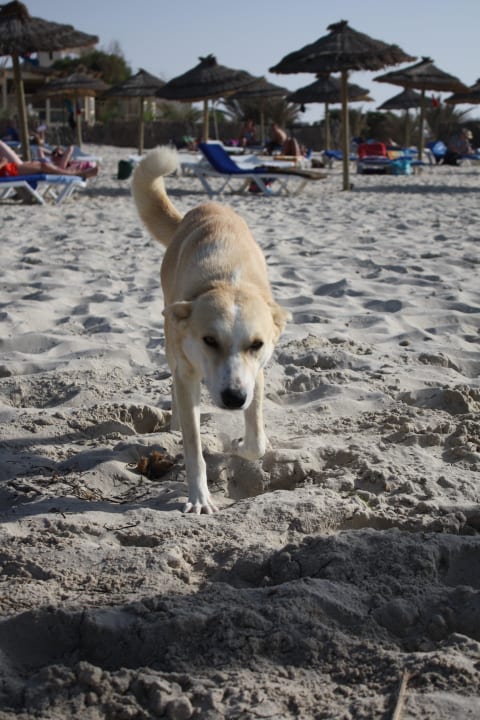 Unser Strandhund Name: Cinderella Iberostar Waves Mehari Djerba