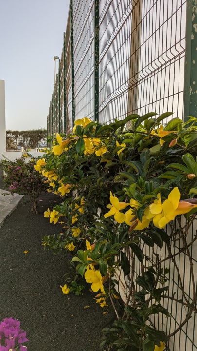 Gartenanlage allsun App.-Hotel Albatros