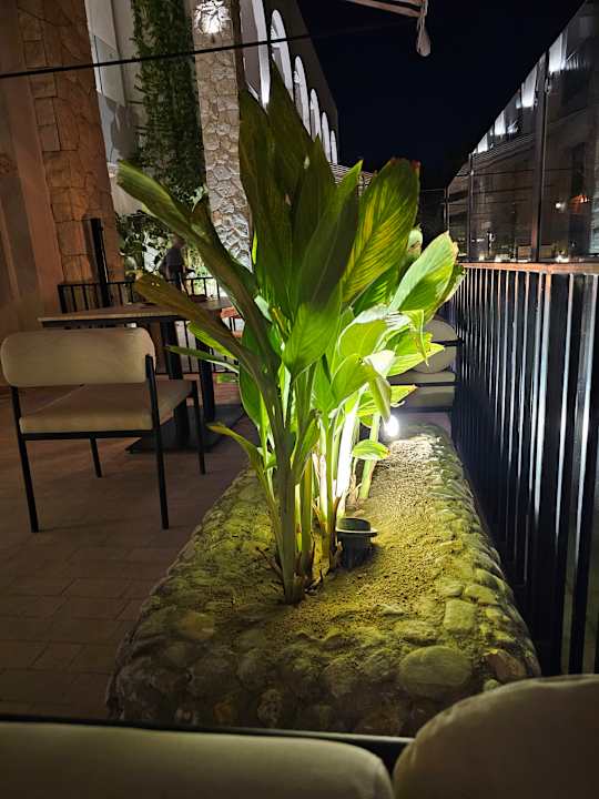 Sonstiges Desert Rose