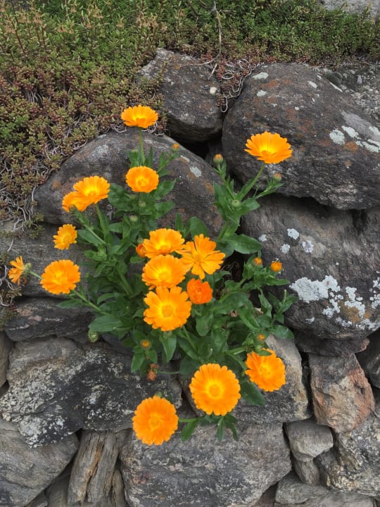 Gartenanlage Hotel Residence Haselgrund
