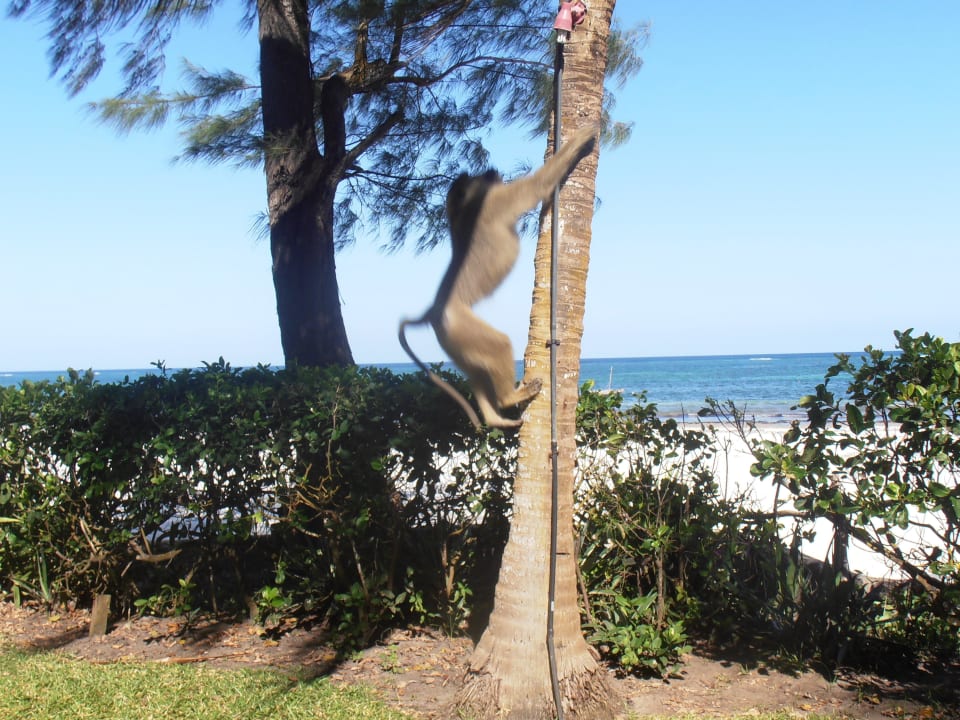 Ich bin ein Prachtbursche Hotel Papillon Lagoon Reef