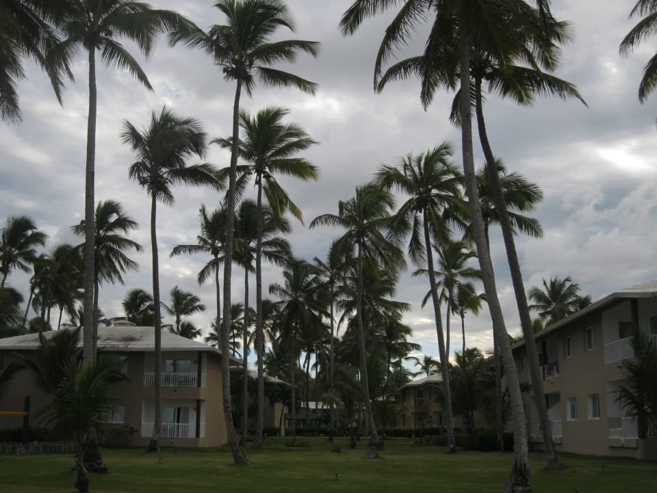 Palmen, Palmen,Palmen Grand Sirenis Punta Cana Resort & Aquagames