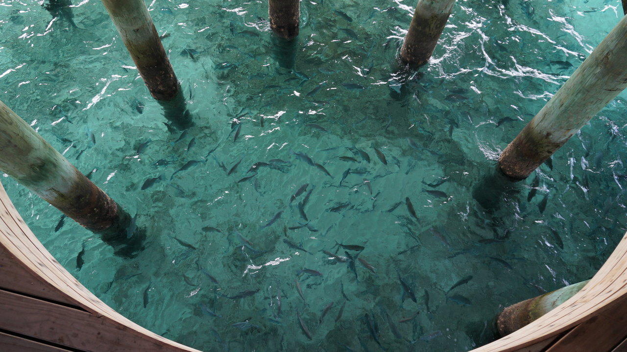 Vui Bar Centara Ras Fushi Resort & Spa Maldives