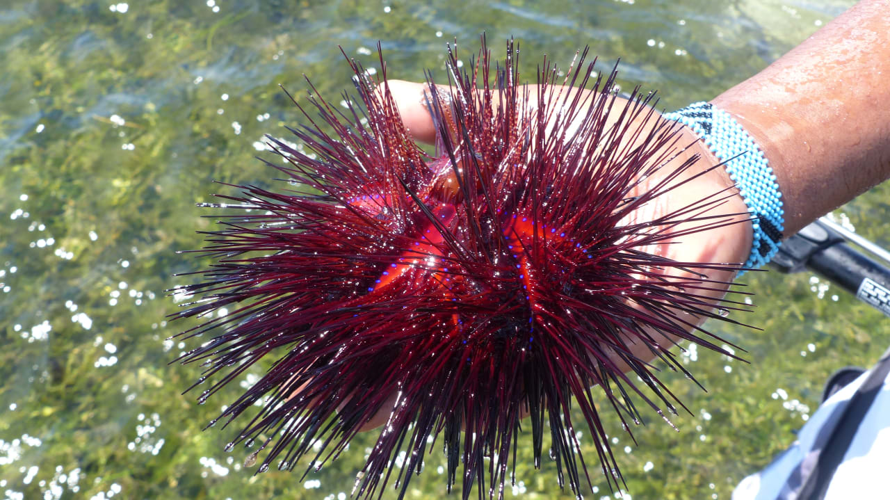 Strand Neptune Palm Beach Boutique Resort & Spa