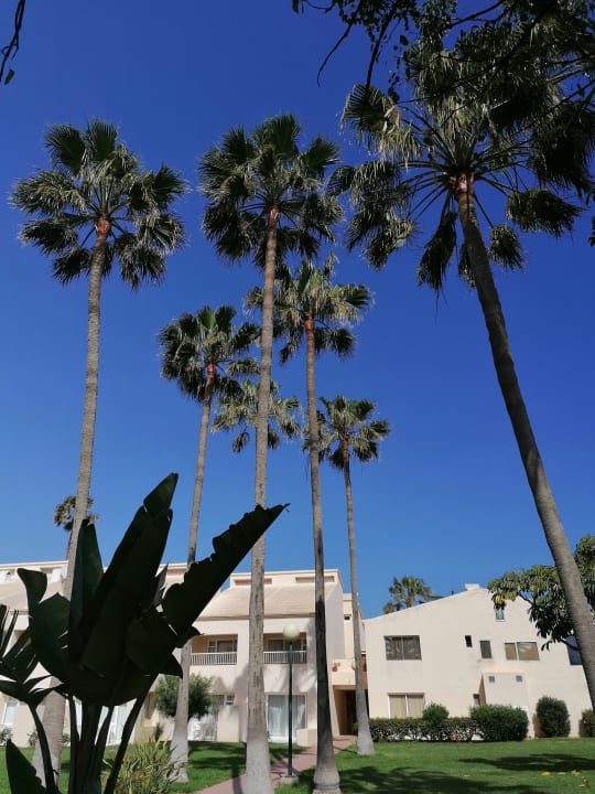 Gartenanlage Hotel Riu Oliva Beach - Hotel