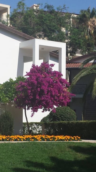 Gepflegte Anlage Arum Barut Collection