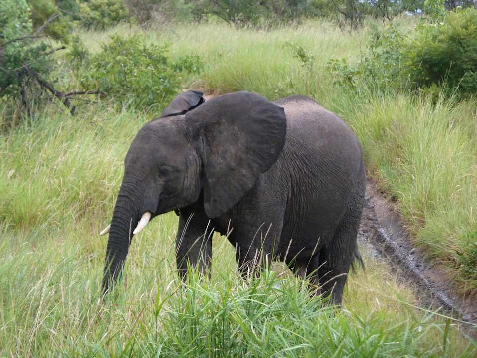 Safari Sabi Sabi Bush Lodge