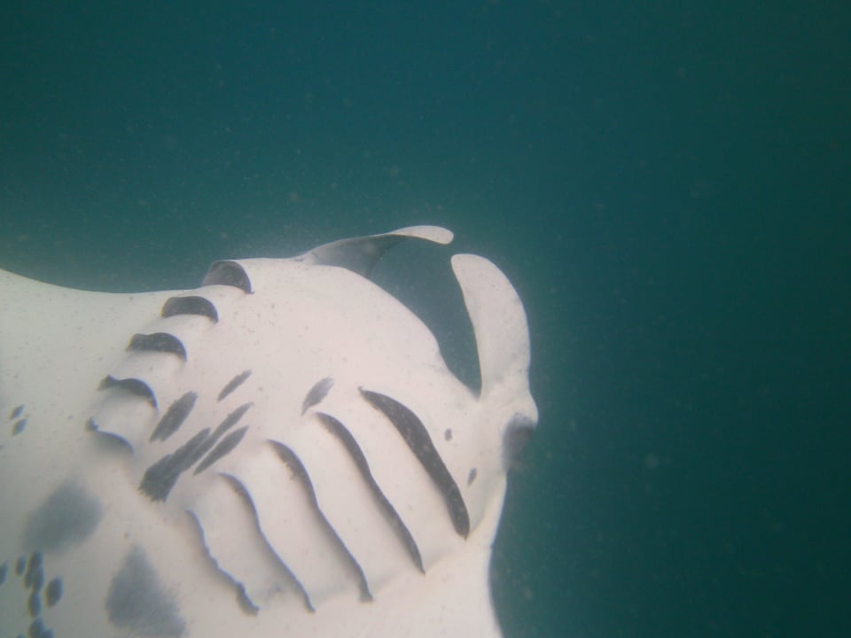 Hanifaru-Bay NH Collection Maldives Reethi Resort