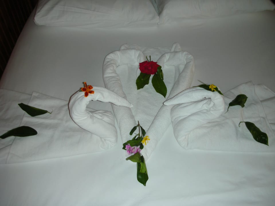 An meinem Geburtstag Clover Magic Nova Beach