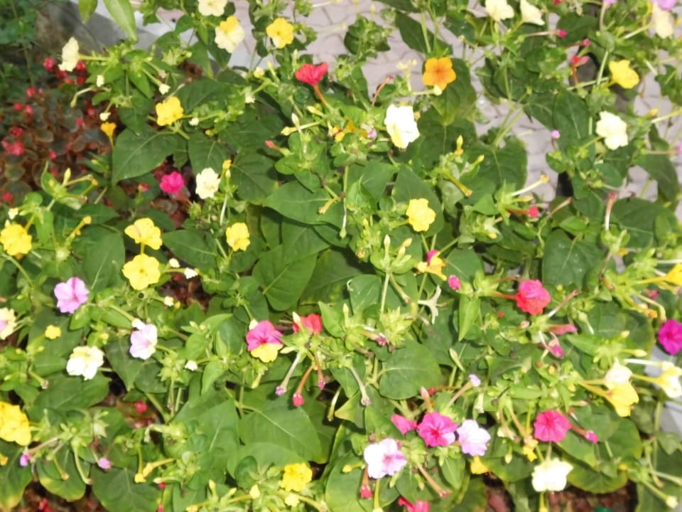 Wunderblumen überall Özlem Garden Hotel