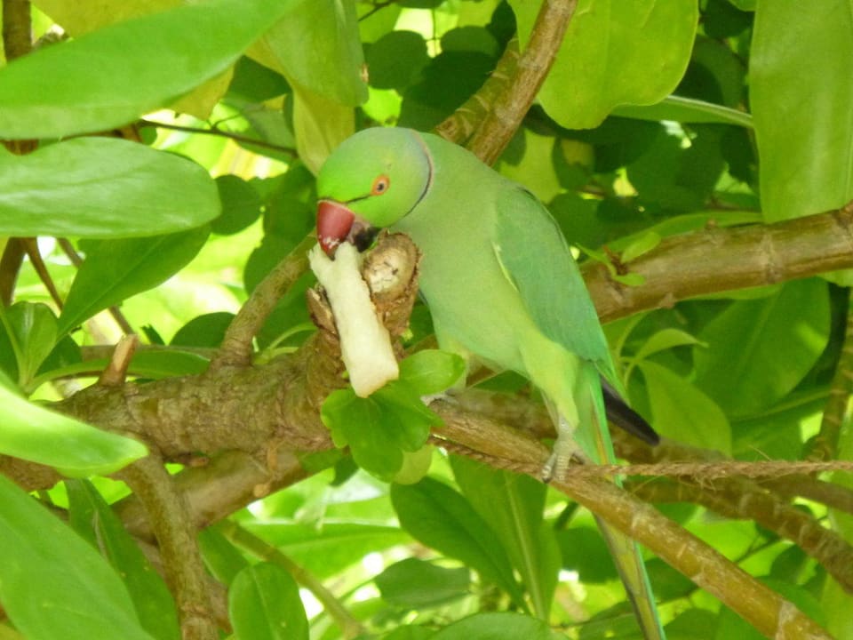 Hungriger Vogel Summer Island Maldives