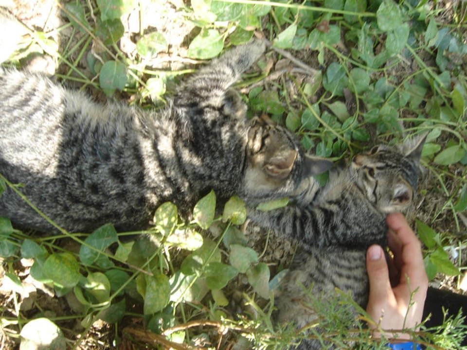 Hotelkatzen Gardenia Hotel