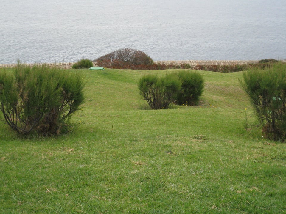 Garten blau punta reina