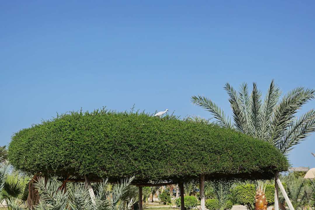 Vögel im Garten Pensée Royal Garden Beach Resort