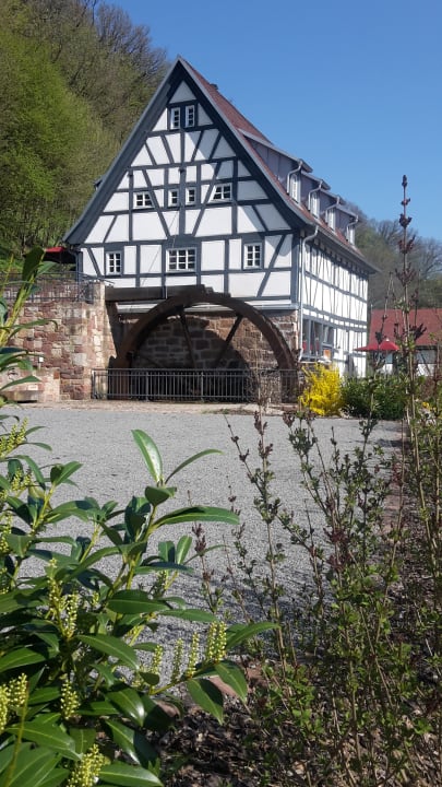 Die Seemühle - Rezeption und Frühstücksraum Baumhaushotel Seemühle