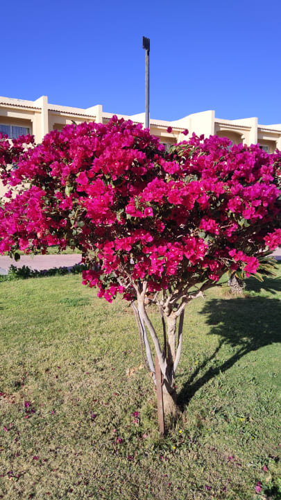 Gartenanlage Cleopatra Luxury Resort Makadi Bay