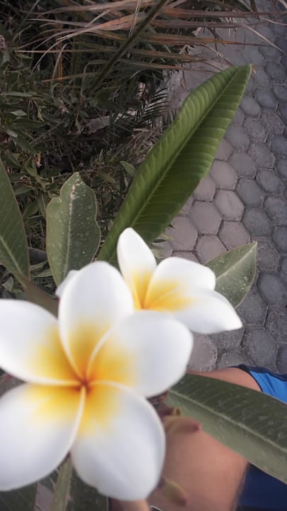 Gartenanlage Pickalbatros Citadel Resort