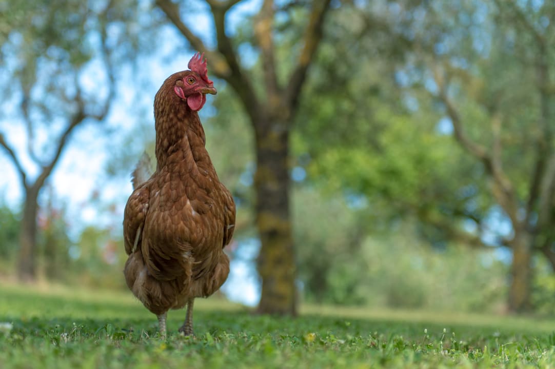 Gartenanlage Agriturismo Fattoria Capobianco
