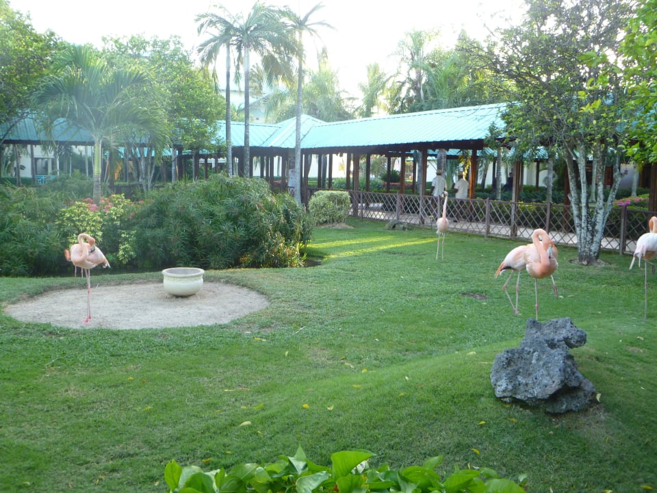 Flamingos in der Anlage Dreams La Romana Resort & Spa