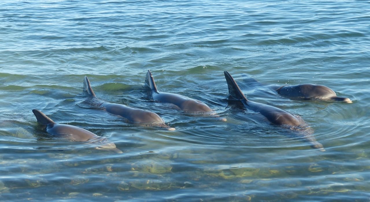 Strand Monkey Mia Dolphin Resort