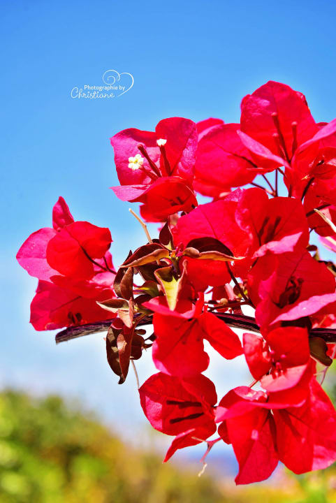 Tolle Blumen Minos Imperial Beach Resort Milatos Crete