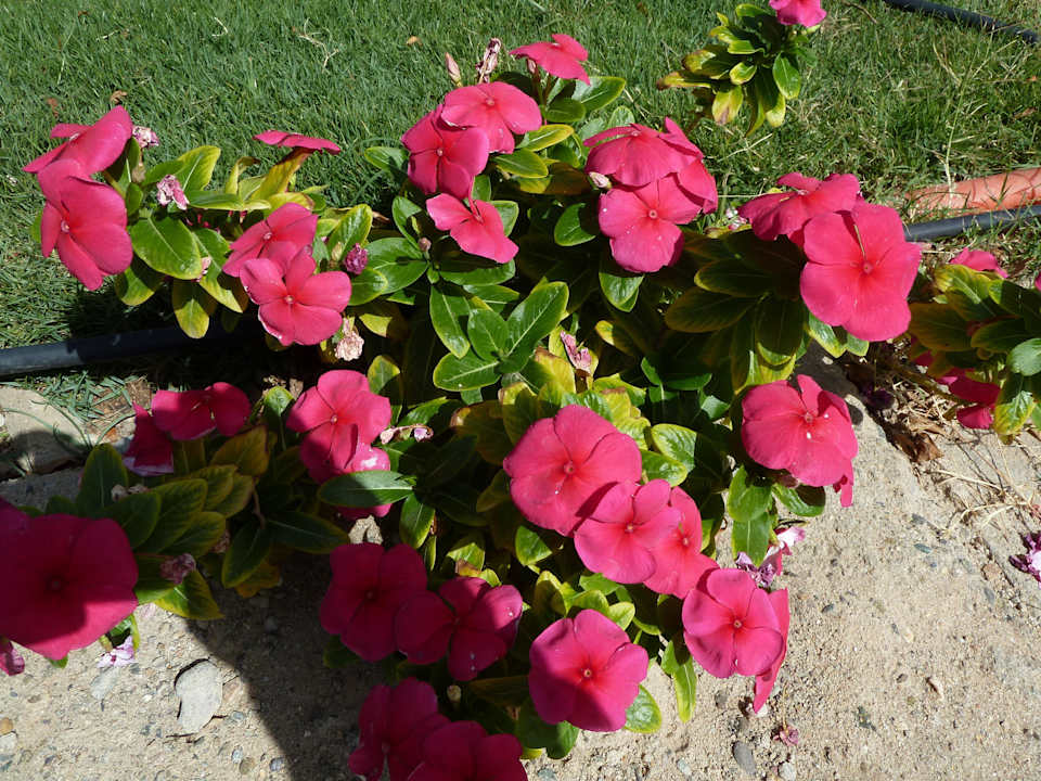 Schöne Blumen SUNRISE Cardina Resort