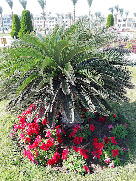 Garten Pickalbatros Dana Beach Resort - Hurghada
