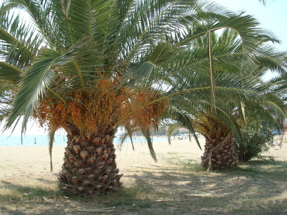 Kalives Strand Hotel Kalives Resort