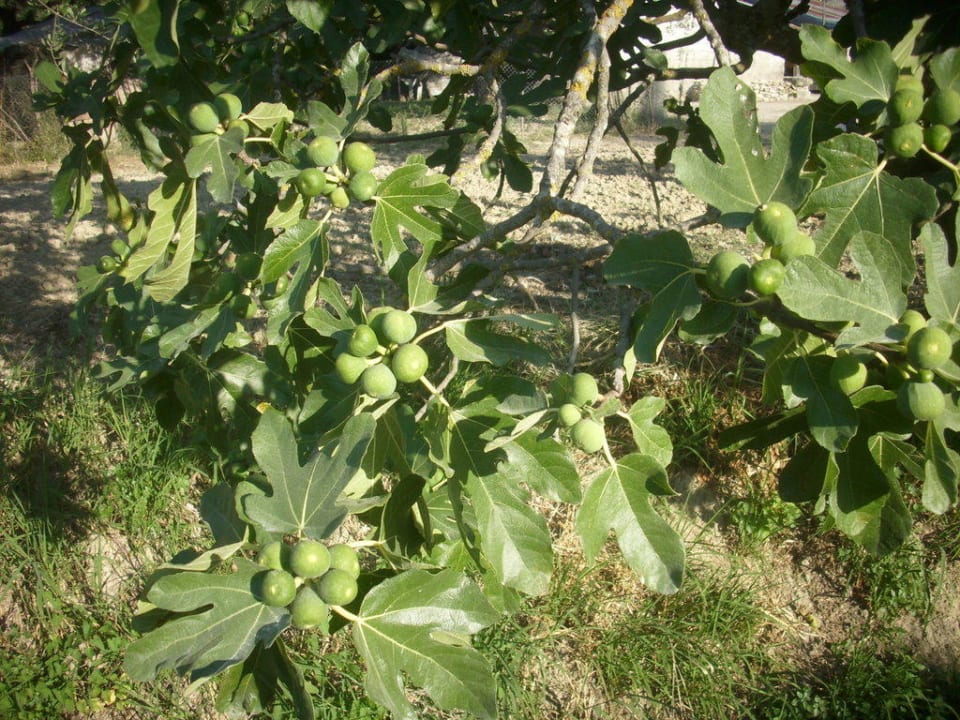 Vor dem Hotel Hotel Zante Village