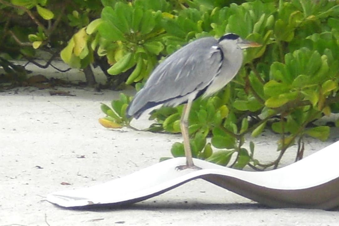 Viel zu sehen Summer Island Maldives