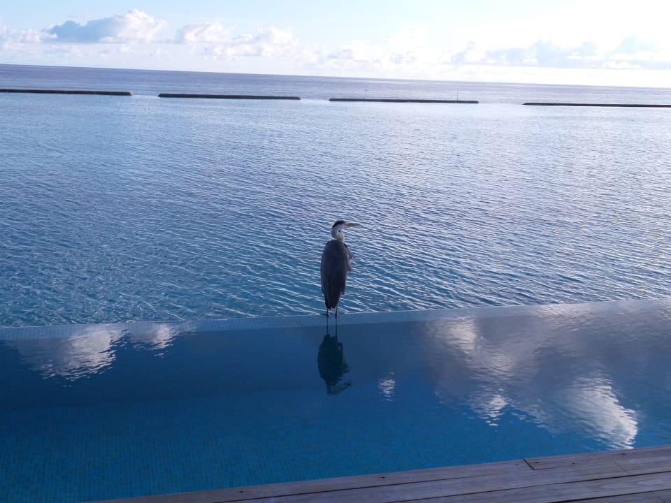 Sonstiges Kuramathi Maldives