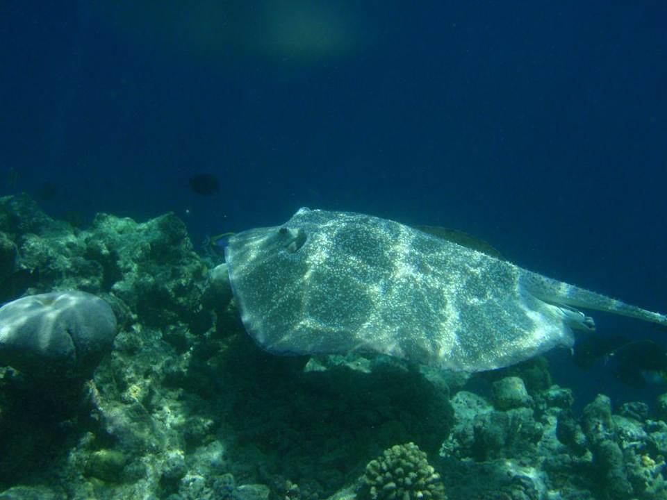 Rochen Biyadhoo Island Resort