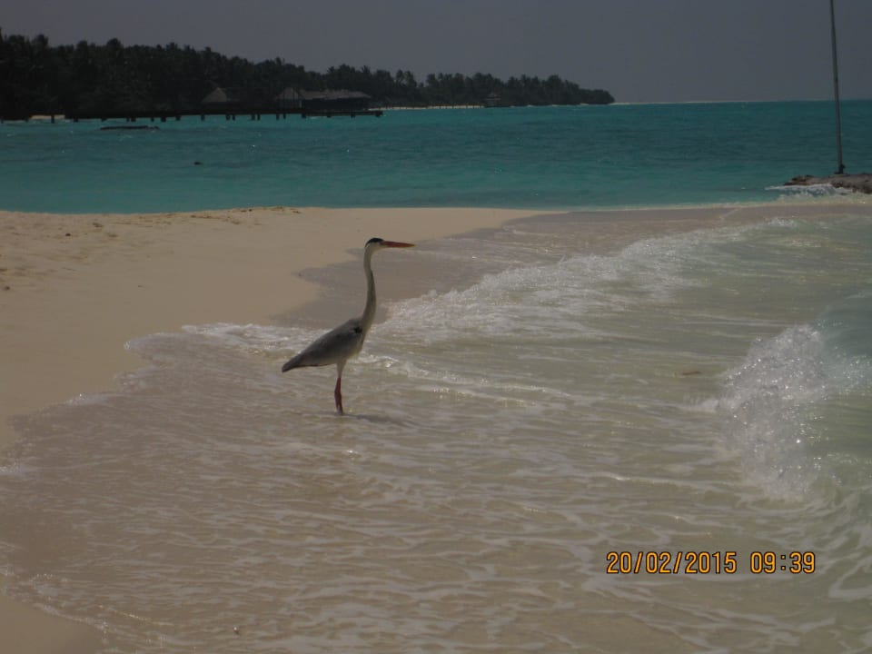 Schöne Insel Kuramathi Maldives