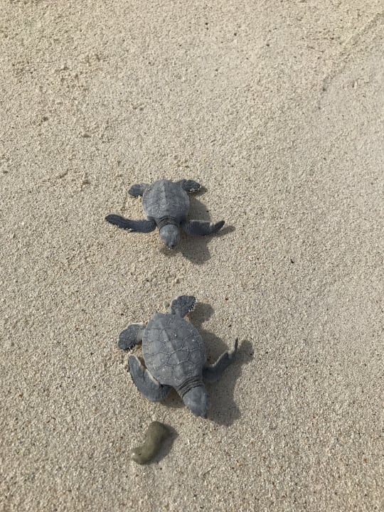 Strand Akumal Bay Beach & Wellness Resort