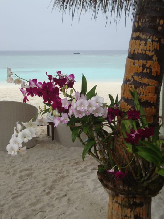 Überall wunderschöne Orchideen Veligandu Maldives Resort Island