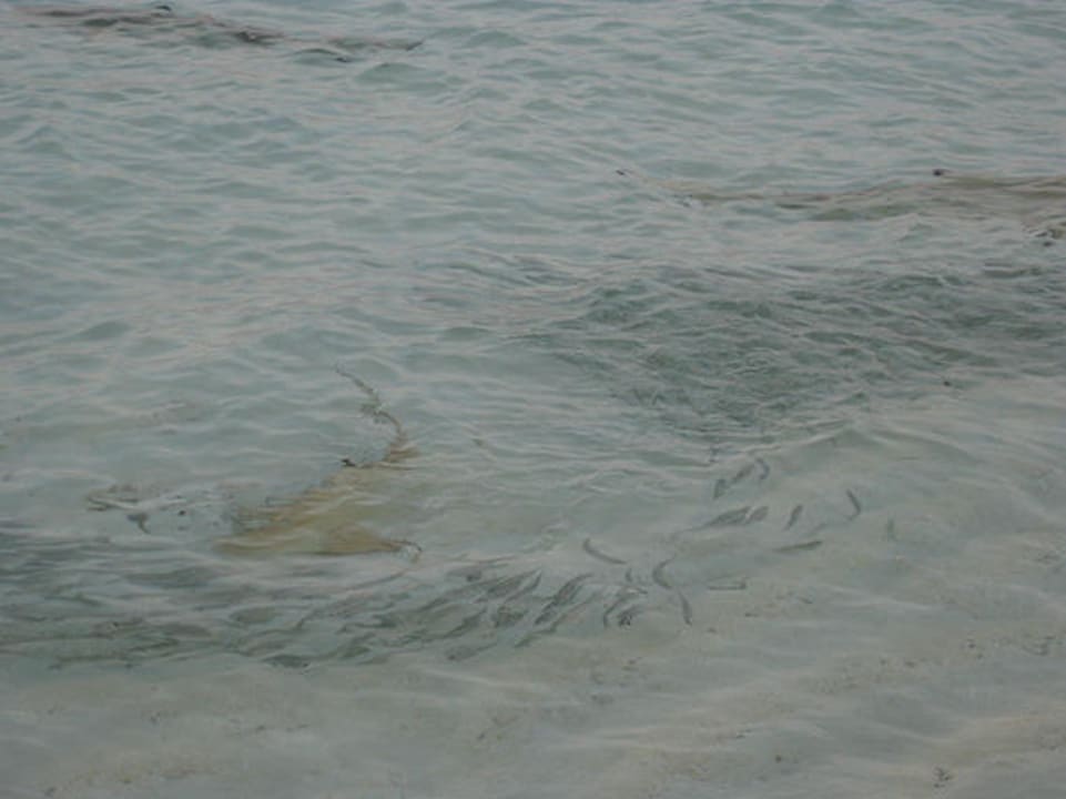 Kleine Jäger Veligandu Maldives Resort Island