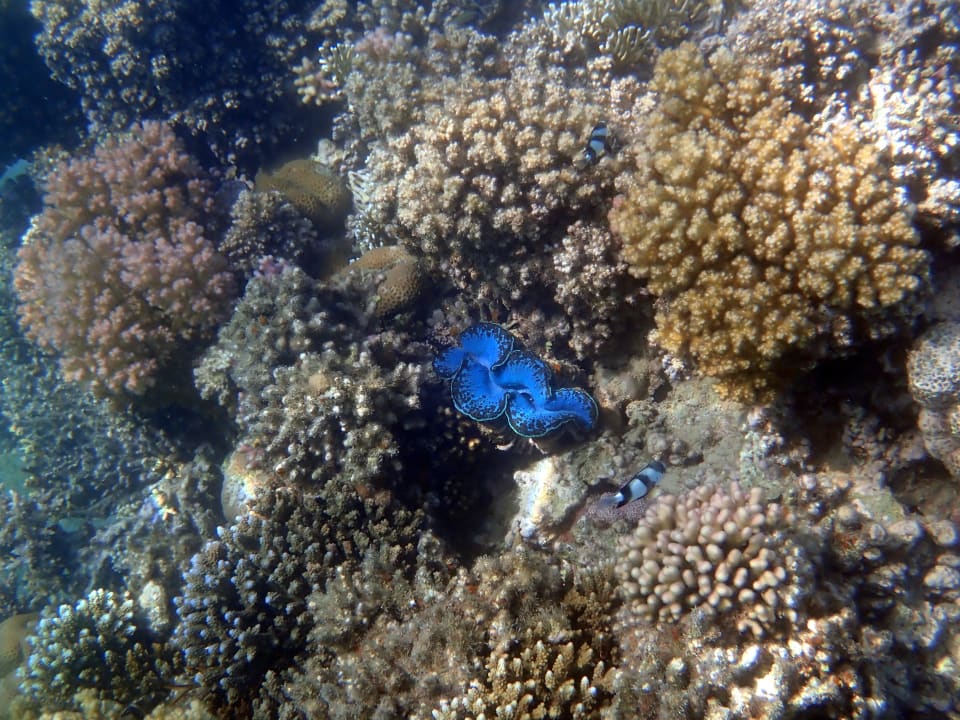 Sport & Freizeit Jaz Makadi Oasis Resort