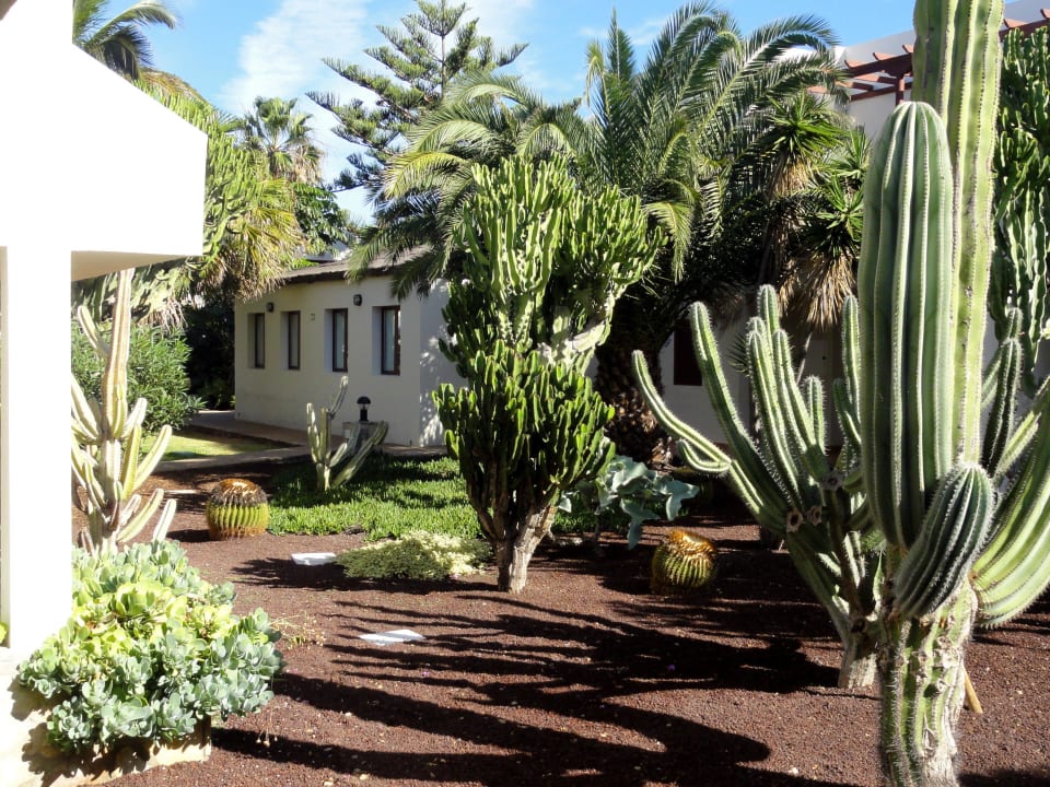 Eindrücke von der Hotelgartenanlage Alua Suites Fuerteventura
