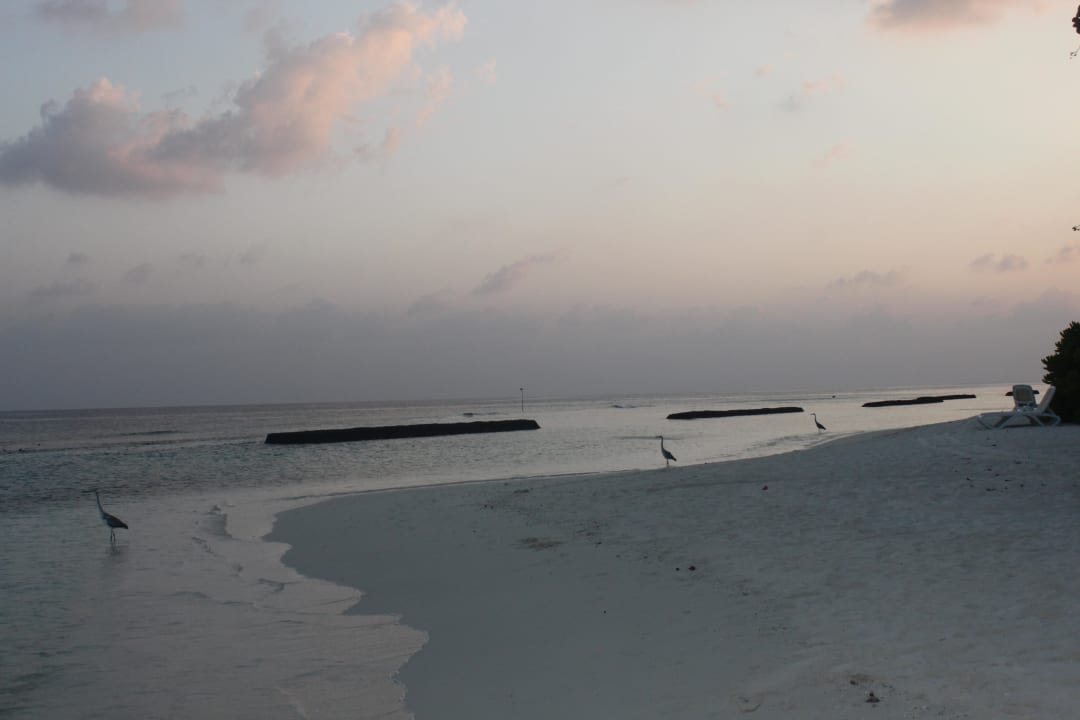 Strand bei Abend Kuramathi Maldives