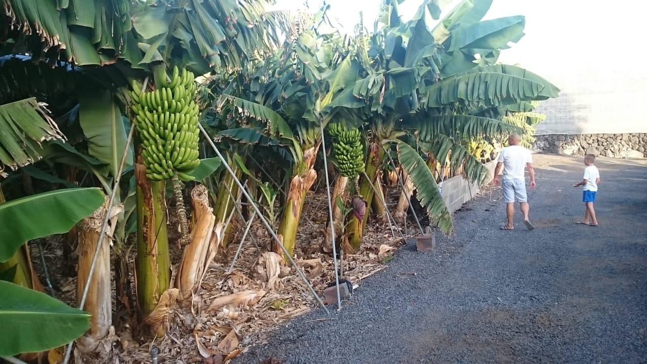Plantacja bananów  La Palma Princess