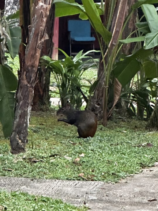 Gartenanlage Danpaati River Lodge