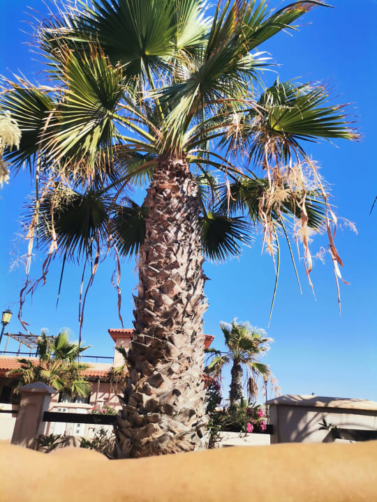 Gartenanlage Pierre & Vacances Fuerteventura Origo Mare Resort