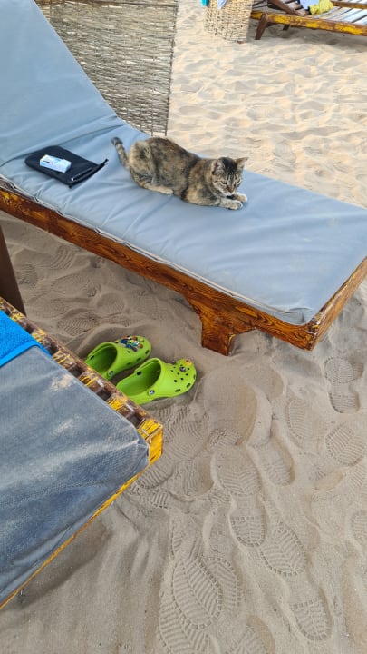 Sonstiges Aladdin Beach Resort