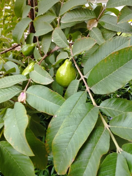 Gartenanlage VONRESORT Golden Beach